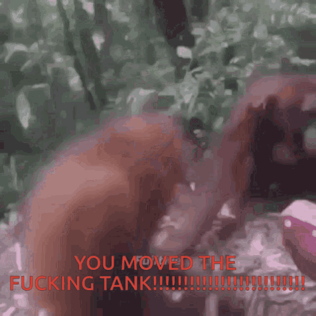a picture of two orangutans with the caption you moved the fucking tank !!!