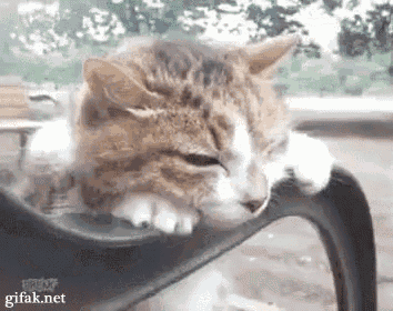 a cat is sleeping on a chair with its head on the arm .