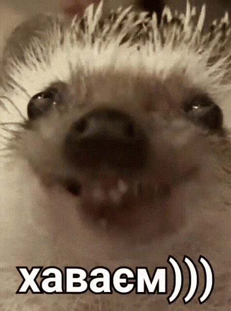 a close up of a hedgehog 's face with the words " xabaem " written above it