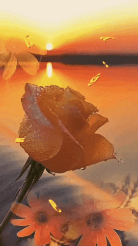 a rose with water drops on it against a sunset sky