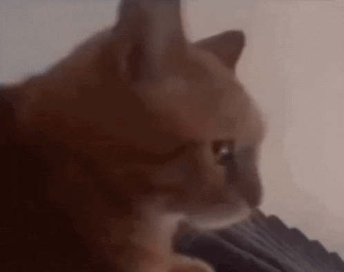 a close up of a cat 's face with a blurred background