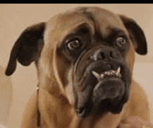 a close up of a pug dog looking at the camera with sharp teeth .