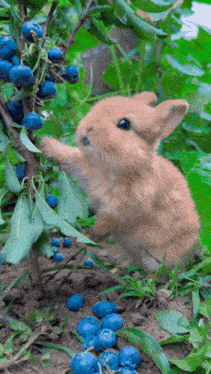 Bunny Eat GIF - Bunny Eat Blueberry GIFs
