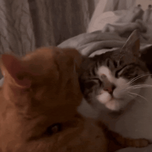 two cats are laying next to each other on a bed and looking at each other