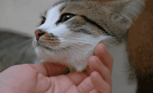 a close up of a person petting a cat 's head