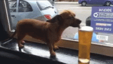 Beer Dog GIF - Beer Dog Dog Drinking Beer GIFs