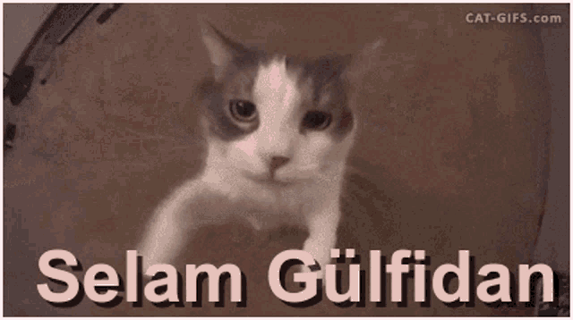 a cat is looking at the camera with the words selam gulfidan written below it
