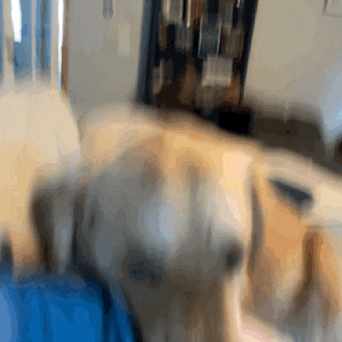 a blurry picture of a dog laying on a bed in a living room
