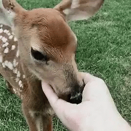 Deer Doe GIF