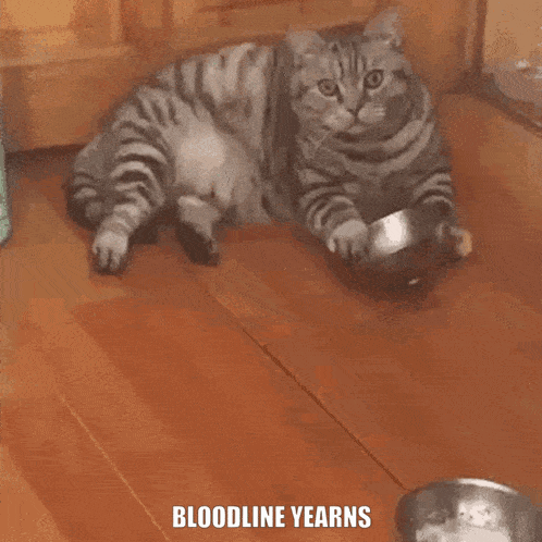 a cat is laying on a wooden floor next to a bowl of food with the words bloodline years below it