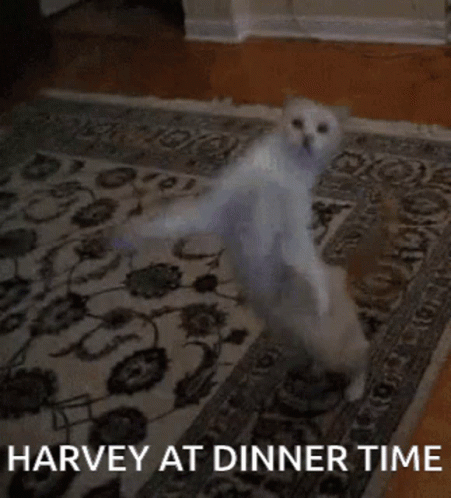 Harvey Dinner Time GIF - Harvey Dinner Time Dancing GIFs
