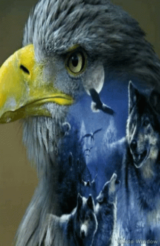 Wolf Eagle GIF - Wolf Eagle Art GIFs
