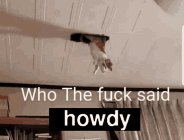 a cat is hanging upside down from the ceiling with the words who the fuck said howdy below it