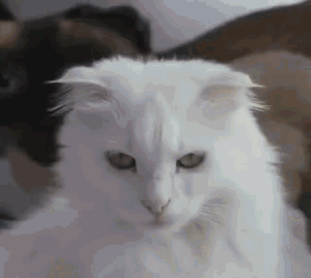 a close up of a white cat 's face with a blurred background of other cats .