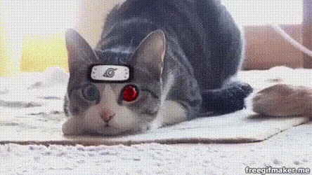 Cat Hypno GIF - Cat Hypno Twirl GIFs