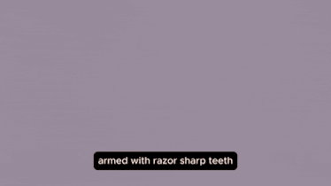 a picture of a skull with sharp teeth and the words armed with razor sharp teeth below it