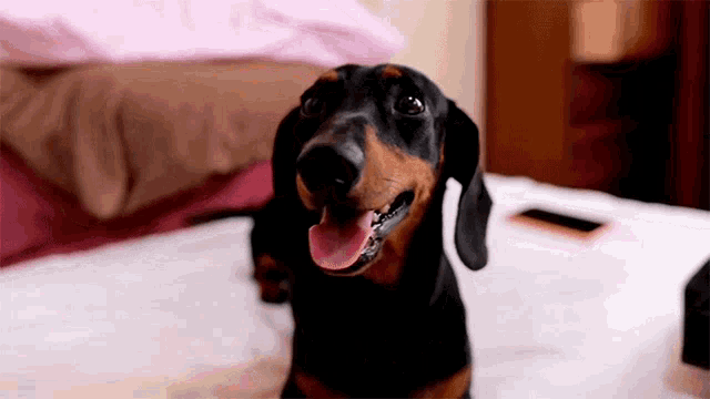 a dachshund with its tongue hanging out is sitting on a bed