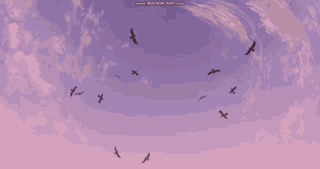 a flock of birds flying in a purple sky with the website www.bandicam.com visible