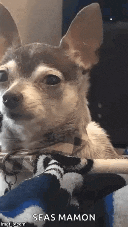 a small brown and white chihuahua dog is sitting on a blanket .