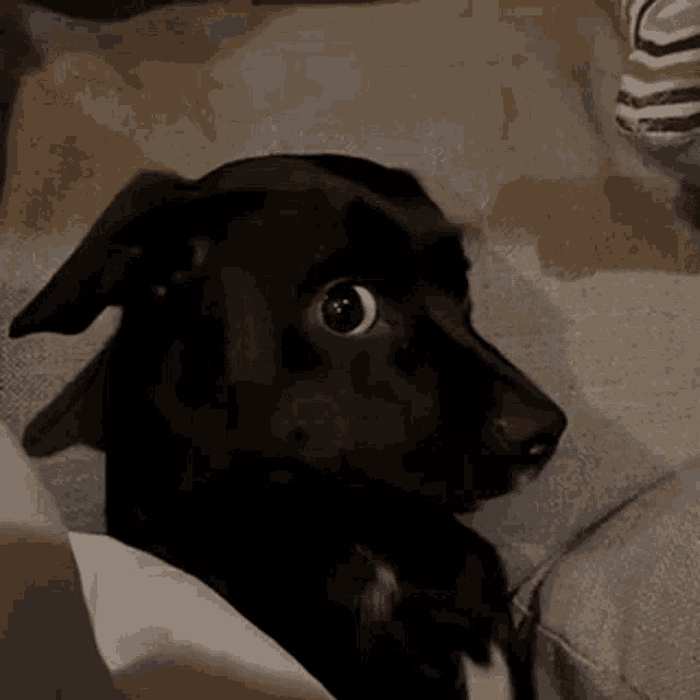 Byuntear Dog GIF - Byuntear Dog Cachorro GIFs