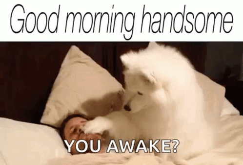 Good Morning Handsome You Awake GIF - Good Morning Handsome You Awake Dog GIFs