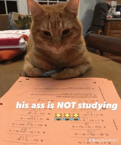 Cat Not Studying GIF