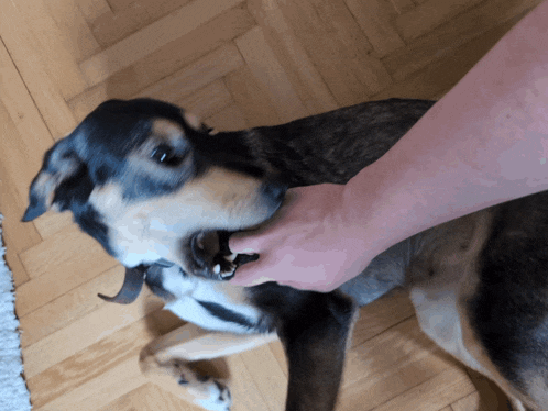 a dog biting a person 's hand on a wood floor