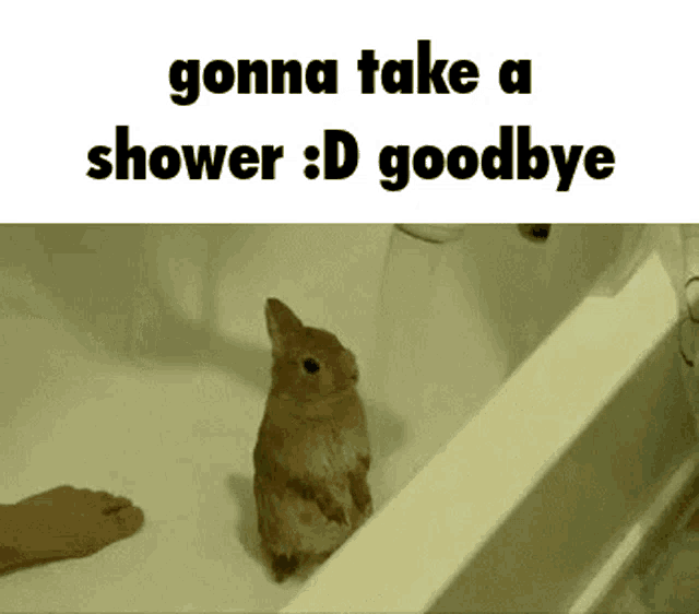 Bunny Shower GIF - Bunny Shower Rabbit GIFs