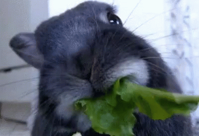 Bunny Eating GIF - Bunny Eating Hungry GIFs
