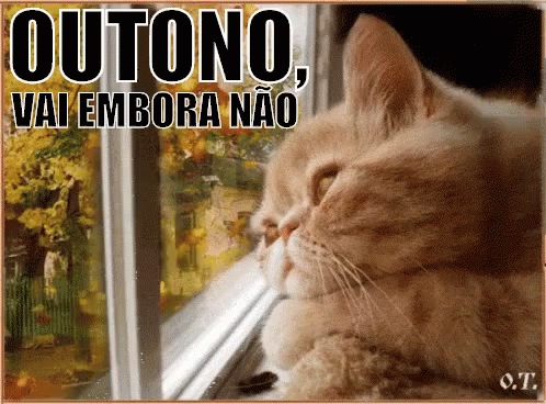 Outono / Estações Do Ano / Calendário / Gatinho / Gato GIF - Autumn Cat Its Autumn GIFs