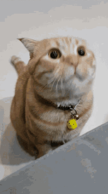 a cat wearing a collar and a yellow bell