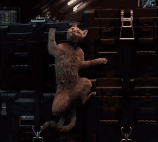 a cat is hanging upside down on its hind legs in front of a stack of boxes