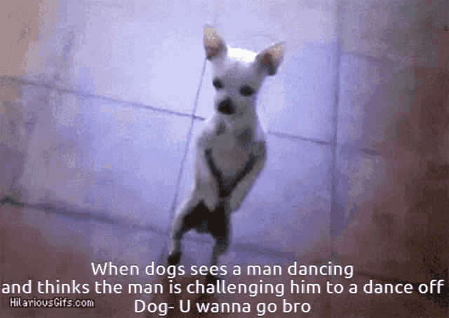 a dog standing on its hind legs with a caption that says " when dogs sees a man dancing
