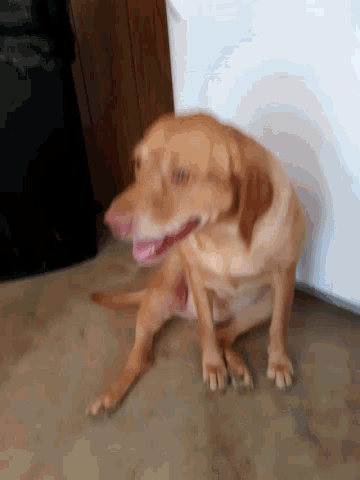 a brown dog with its tongue out is laying on its back
