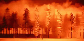 Trees Blasted By Bomb GIF - War Bomb Atomicbomb GIFs