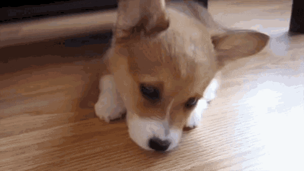 a brown and white puppy is standing on a wooden floor looking at the camera .