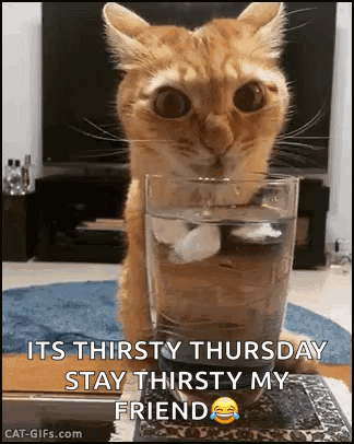 Thirsty Cat GIF - Thirsty Cat GIFs