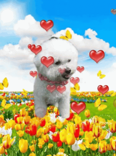 Will You Be My Valentine Happy GIF - Will You Be My Valentine Happy GIFs