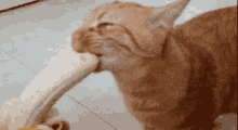 a cat is eating a banana on a tiled floor