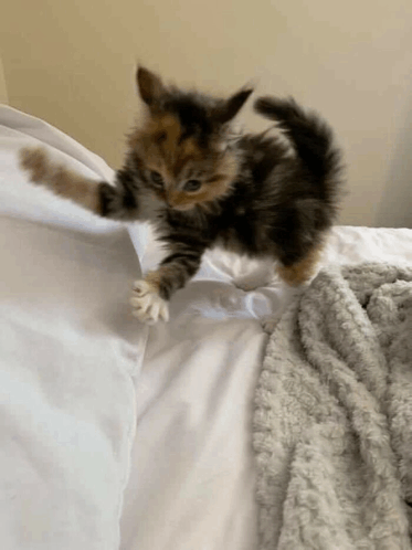 Angry Cat GIF - Angry Cat Angry Cat GIFs
