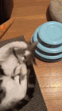 a cat playing with a stack of blue plates