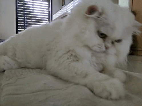 Annoyed Cats GIF - Annoyed Cats Fluffy GIFs
