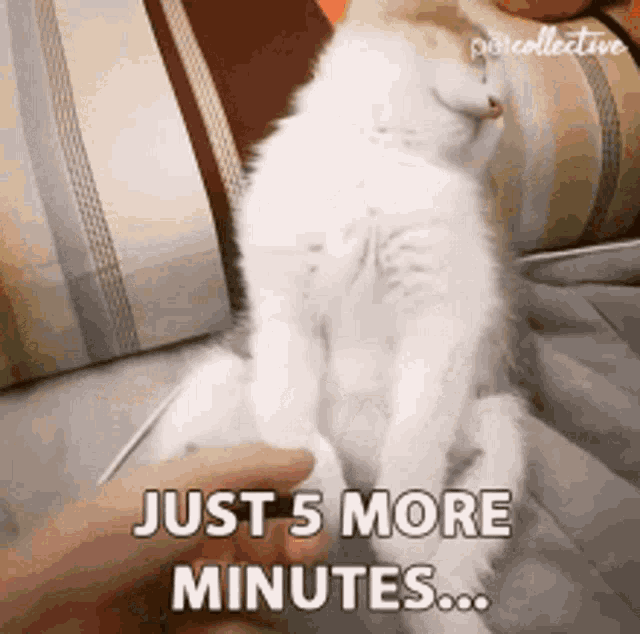 Just Five More Minutes Cat GIF - Just Five More Minutes Cat Sleepy GIFs