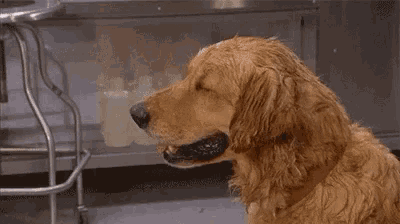 a dog is chewing on a piece of toilet paper .