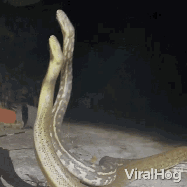 Snakes Twisting Together Viralhog GIF - Snakes Twisting Together Viralhog Snakes Making A Spiral Twist GIFs
