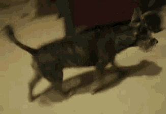 a small dog is running on a carpeted floor .