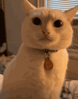 a white cat with a name tag that says yeti on it