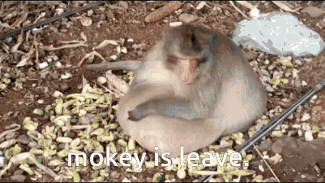Monkey Ape GIF - Monkey Ape Banana GIFs
