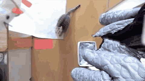a cat is playing with a glove in a room .