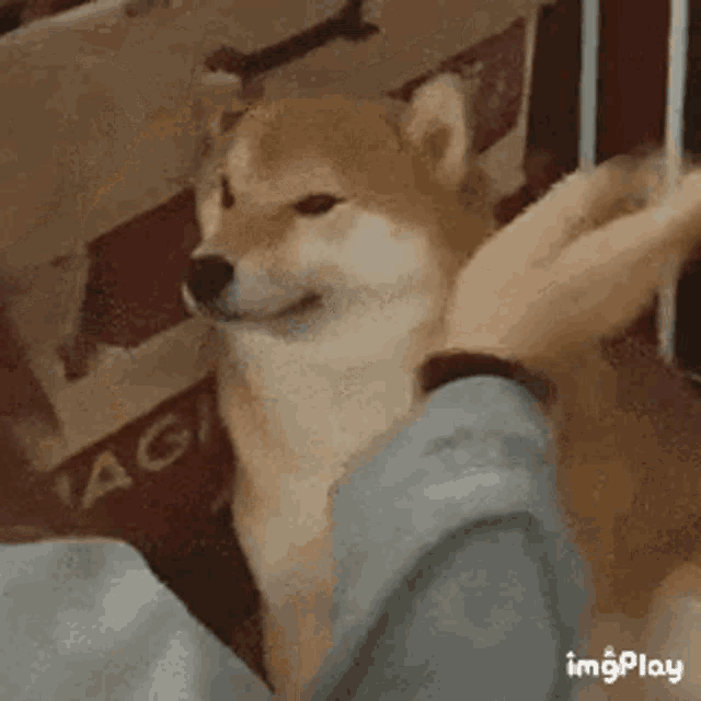 a person is petting a shiba inu dog while it looks at the camera .